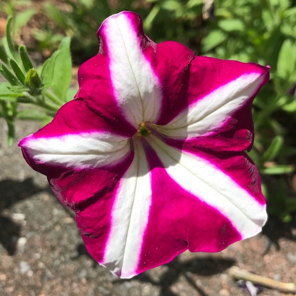 Meet your Posher, Michelle - Picture 4 of 10